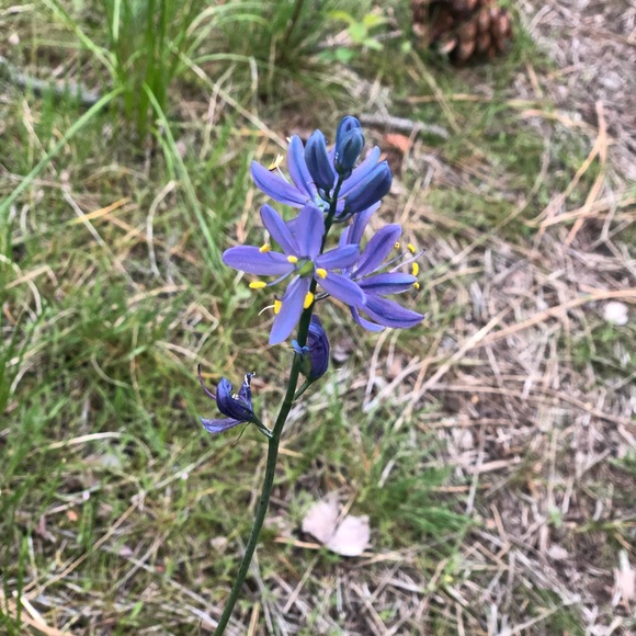 Meet your Posher, Jocelyn - Picture 1 of 1